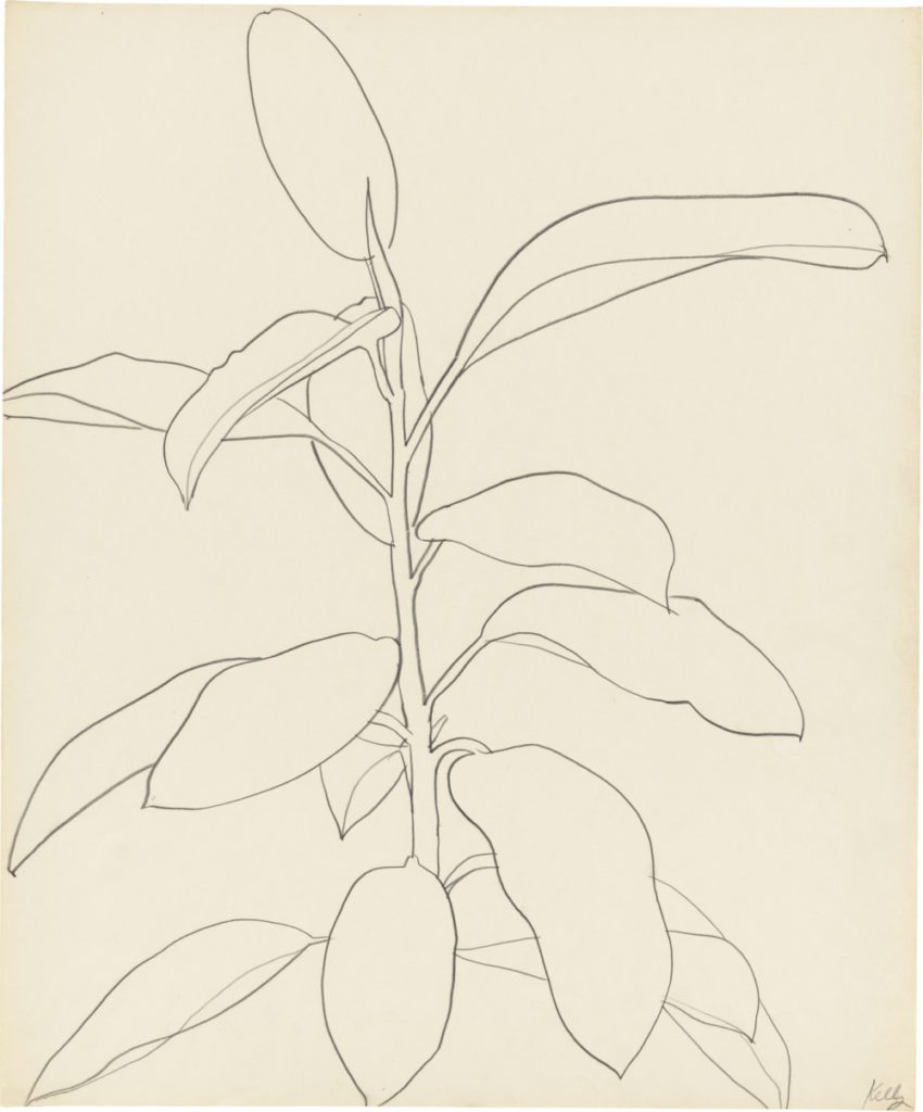 Ellsworth Kelly line drawing