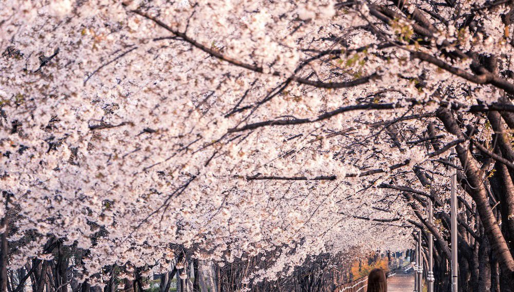 Spring cherry blossoms famous spring colors